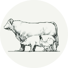 Hand drawn image of a cow